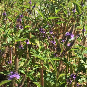 May include: A field of purple wildflowers with green leaves and brown stems. The flowers are in bloom and the leaves are lush.
