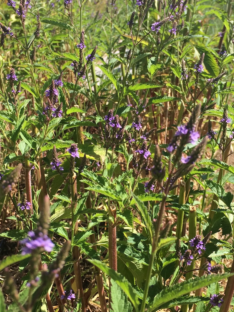 May include: A field of purple wildflowers with green leaves and brown stems. The flowers are in bloom and the leaves are lush.