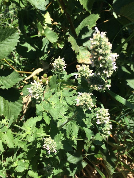 Cataire séchée, Nepeta cataria, herbe biologique en vrac -  France