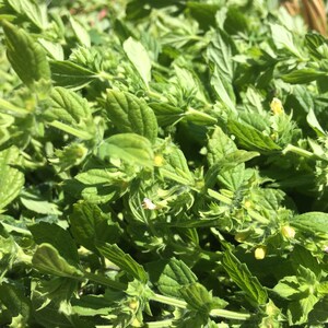 May include: A close-up of a bunch of green leafy plants with small white flowers. The leaves are arranged in a random pattern and have a slightly fuzzy texture.