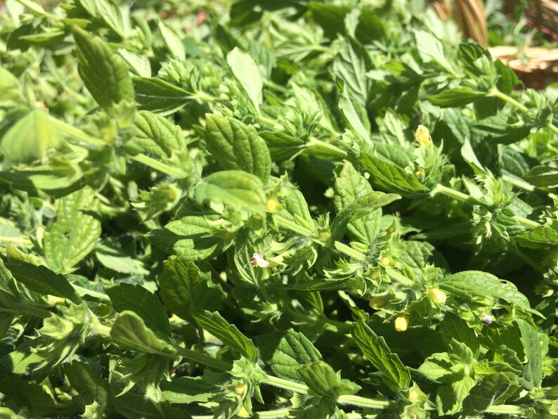 May include: A close-up of a bunch of green leafy plants with small white flowers. The leaves are arranged in a random pattern and have a slightly fuzzy texture.