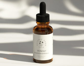 Boneset Tincture, Eupatorium perfoliatum sustainable USA grown herb