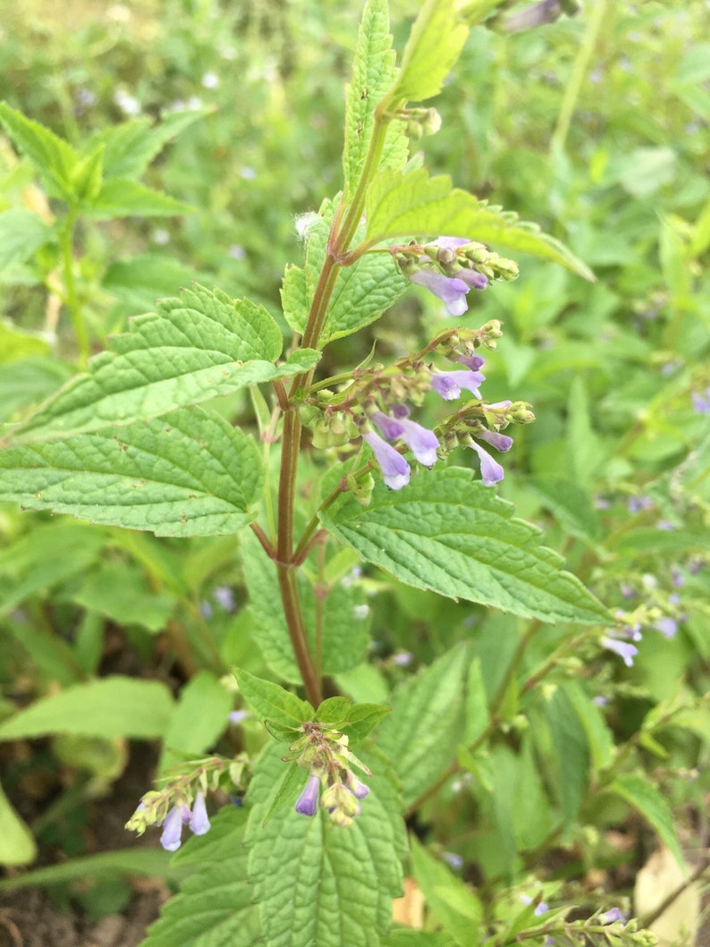 Dried Skullcap Herb Scutellaria Lateriflora Organic Etsy
