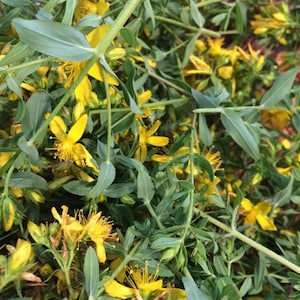St. John&#39;s Wort infused Oil, Hypericum perforatum sustainable USA grown
