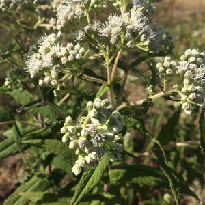 May include: A close-up of a white flowering plant with green leaves. The plant has many small white flowers that are clustered together. The leaves are green and have a rough texture.