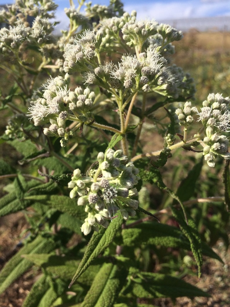May include: A close-up of a white flowering plant with green leaves. The plant has many small white flowers that are clustered together. The leaves are green and have a rough texture.