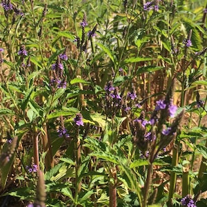 Blue Vervain Tincture, Verbena hastata sustainable USA grown