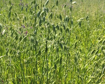 Milky Oats Tincture, Avena sativa sustainable USA grown herb