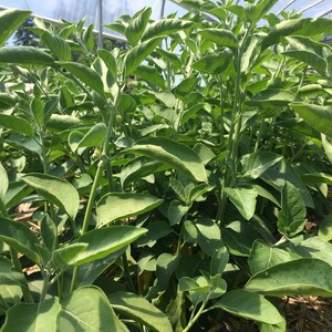 May include: A close-up view of a field of green leafy plants growing in a greenhouse. The plants have large, oval-shaped leaves and are growing tall and lush.