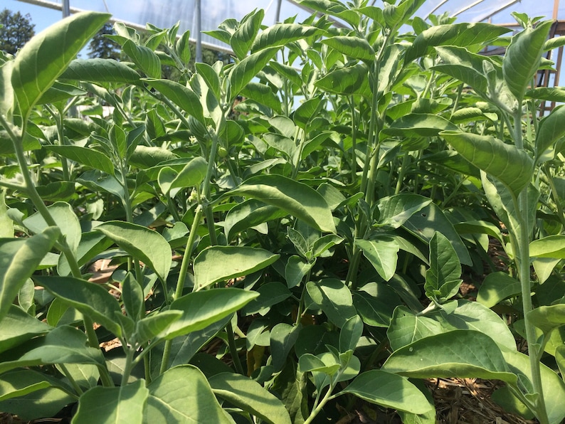 May include: A close-up view of a field of green leafy plants growing in a greenhouse. The plants have large, oval-shaped leaves and are growing tall and lush.