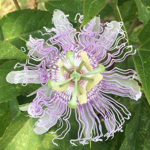 Passionflower Tincture: USA Grown Passiflora Herbal Extract