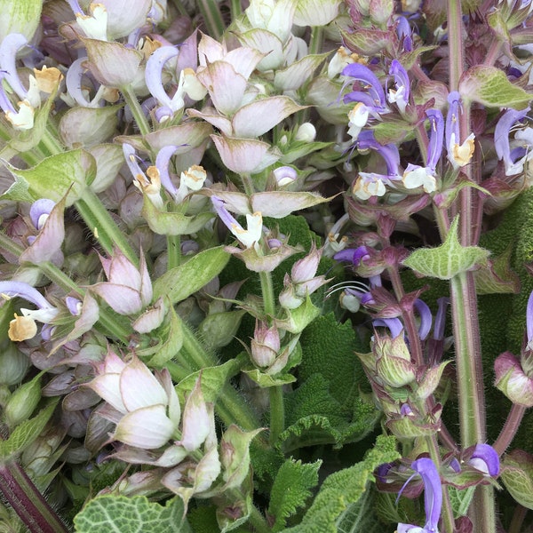 Clary Sage tincture, Salvia sclarea organic fresh herb extract