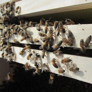May include: A close-up of a wooden beehive frame with a large number of bees clustered together. The bees are a mix of brown and black with yellow stripes. The frame is made of light wood and has a natural finish.
