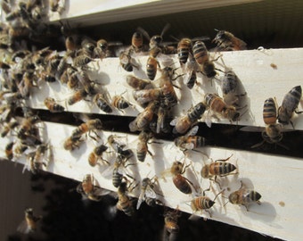 Bee Propolis Tincture, sustainable USA grown extract