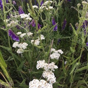 Allergy Season, Herbal Tincture Blend with Bee Propolis and Lobelia