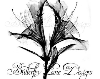 Free Free 291 X Ray Flower Svg SVG PNG EPS DXF File