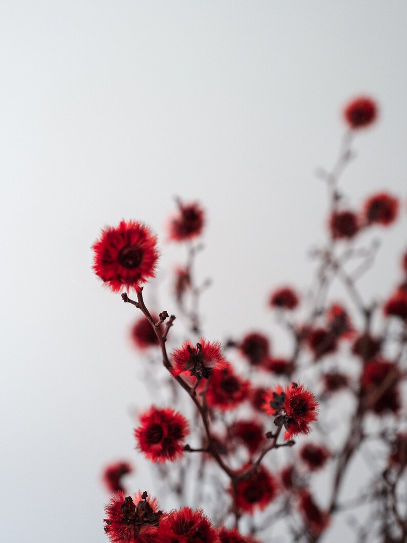 Dried Stirlingia in Red Green Dried Flowers Preserved Etsy Australia