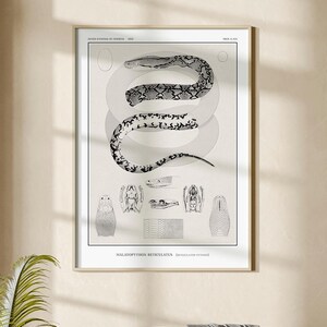 Peut inclure: Une affiche scientifique encadrée présentant une illustration détaillée en noir et blanc d'un python réticulé enroulé au centre. Sous le serpent figurent des croquis anatomiques de sa tête, de son crâne et de ses écailles, avec le texte MALAYOPYTHON RETICULATUS.
