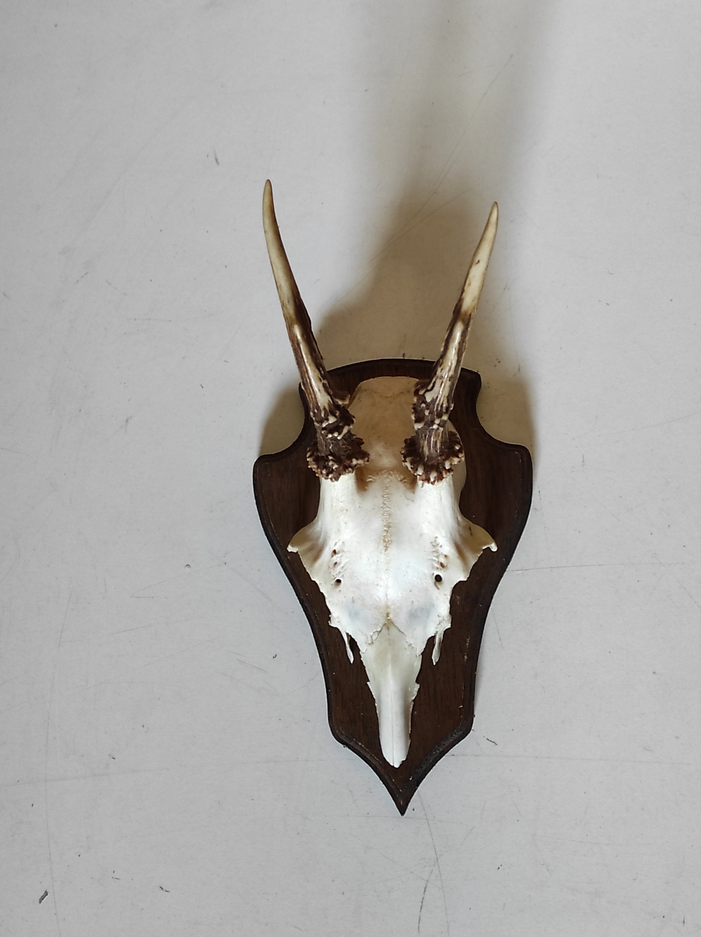 Massacre Trophée de Chasse Jeune Cerf sur Écu en Chêne