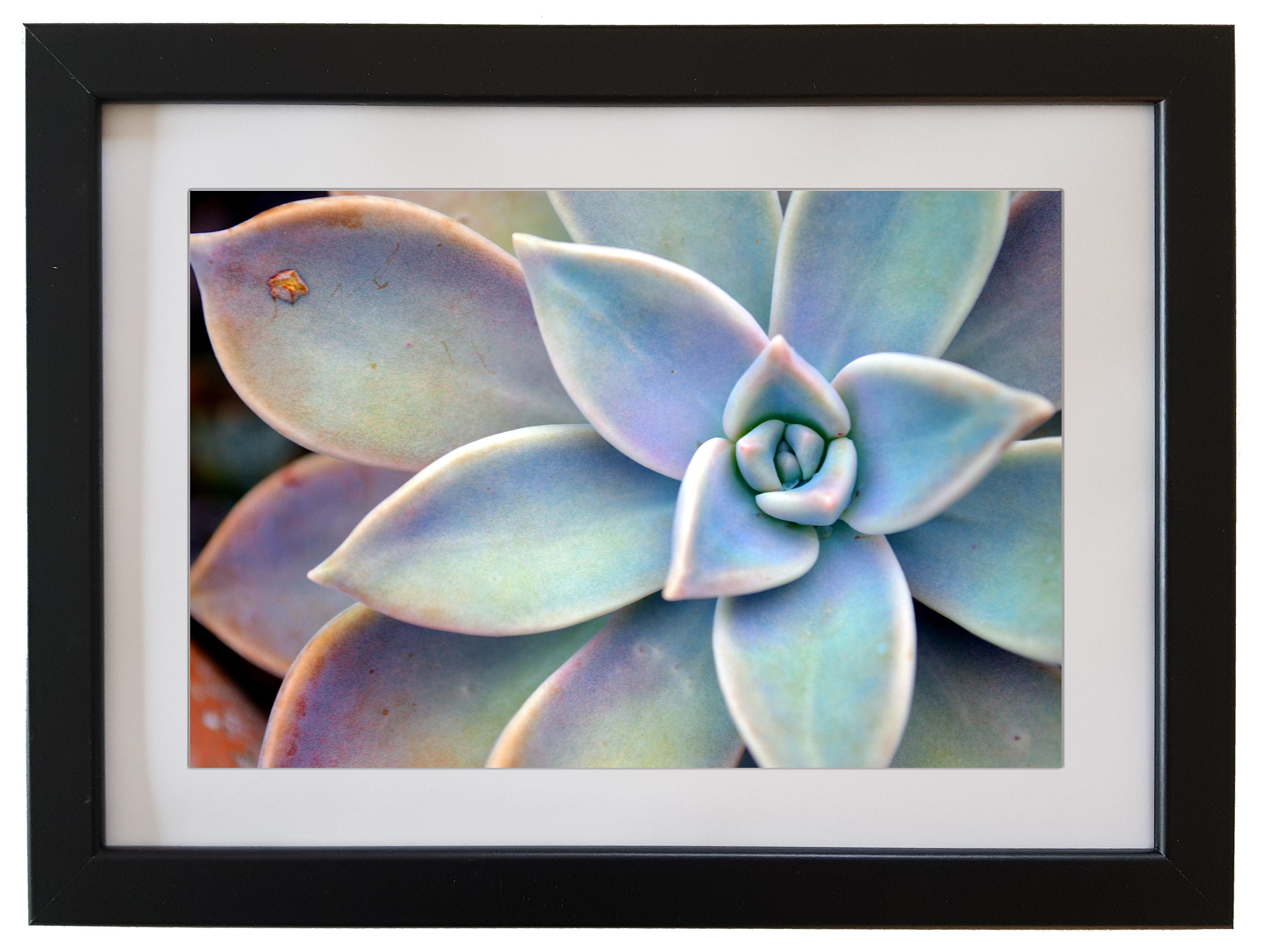 Succulent Print Framed wall art Etsy