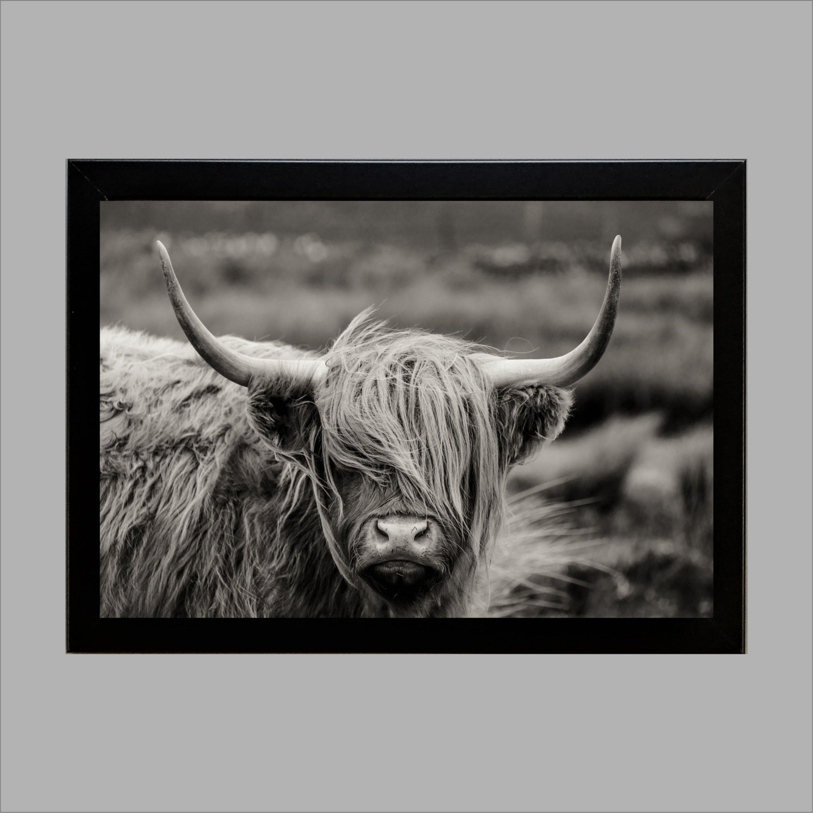 Highland Cow Framed black and white print Etsy