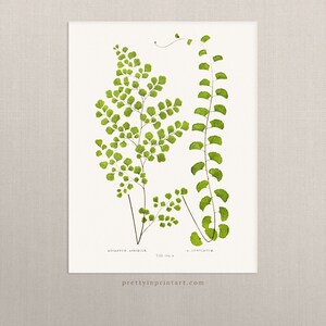 Fern, Botanical Art 00591 | Unframed
