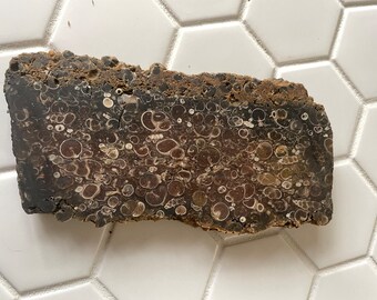 Lastra di agata fossile Turritella – Materiale per cabochon lapidario / Pietra fossile naturale