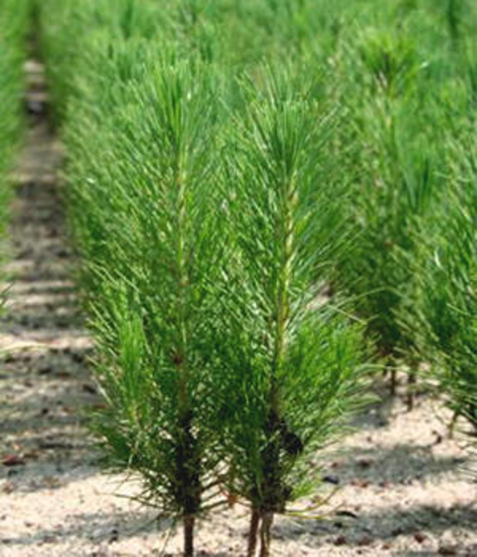 100 Live Loblolly Pine Tree SeedlingsIndividually bagged with Etsy