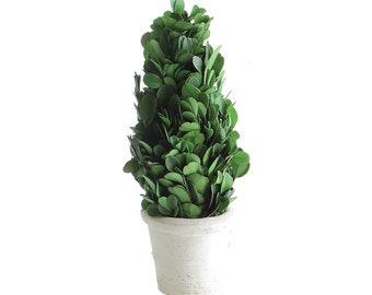 Preserved Boxwood Cone Topiary in Clay Pot