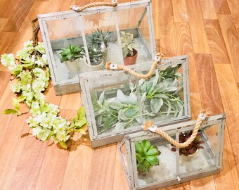 Glass Terrariums-Set of 3, Swing Lid, Air Plants