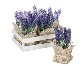 Short Burlap Wrapped Hyacinth