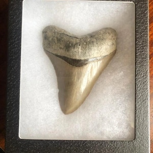 MEGALODON Fossil Giant Shark Teeth Ocean No Repair 4.12&quot; HUGE MUSEUM quality