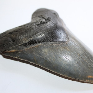 MEGALODON Fossil Giant Shark Teeth Natural Large 5.12&quot; Huge COMMERCIAL GRADE