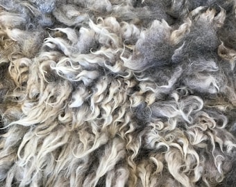 Calico: 2025 Romney X ewe - Raw Fleece - skirted whole fleece - 7.3lbs