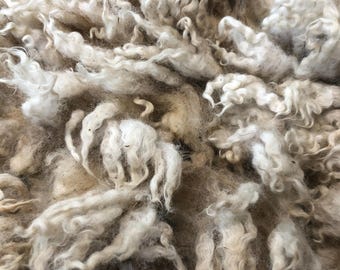 Curley: 2026 Romney X Ram - Raw Fleece - skirted whole fleece - 8.7lbs