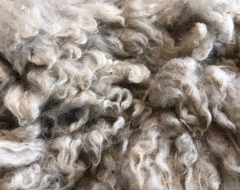 Snowball: 2025 Purebred Romney Ewe - Raw Fleece - skirted whole fleece - 6.8lbs