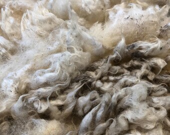 M.G.: 2026 Purebred Romney ewe - Raw Fleece - skirted whole fleece - 5.7lbs