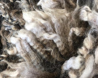 Bitsy: 2026 Romney X Ewe - Raw Fleece - skirted whole fleece - 9.3 lbs