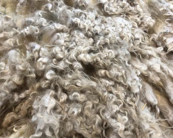 Addie: 2025 Romney cross ewe - Raw Fleece - skirted whole fleece - 7.5lbs