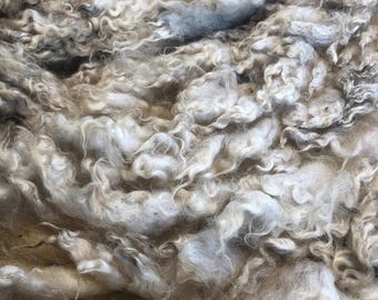 Addie: 2026 Romney cross ewe - Raw Fleece - skirted whole fleece - 9.5lbs