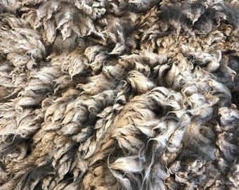 Calico: 2026 Romney X ewe - Raw Fleece - skirted whole fleece - 10.25lbs
