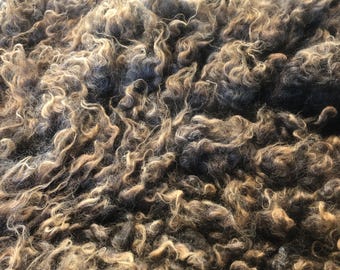 Bebe: 2026 Romney X ewe - Raw Fleece - skirted whole fleece - 9.3lbs