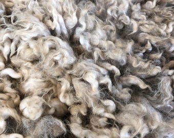 Mo: 2026 Purebred Romney ewe - Raw Fleece - skirted whole fleece - 9.8lbs