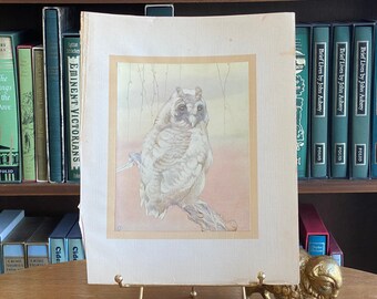 Colour Plate of The Long-Eared Owl by E.J. Detmold, [circa 1912]