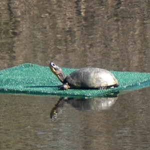 May include: A turtle with a green shell is resting on a green net floating in a body of water.
