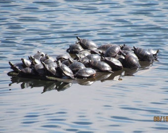 Turtle Raft