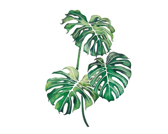 Imprimer Feuille De Monstera Monstera Plante Impression Etsy France