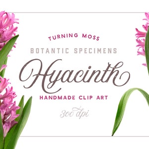 Digitale Blumen - rosa Hyazinthe Blumen Clipart - botanische Exemplare - rosa Blumen ClipArt - realistische Blumen Frühling - fotografische ClipArt-