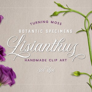 Blumen ClipArt - realistische Lisianthus Blumen - digitale Blumen - lila Blüten, Blumen Grüns, fotografische ClipArt, isoliert, Blumen, PNG