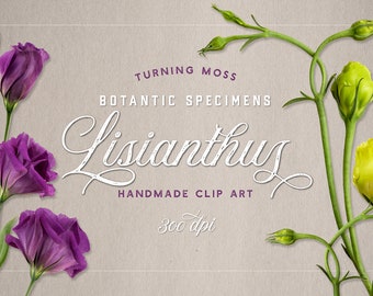 Floral ClipArt - Realistic Lisianthus Flowers - Digital Flowers - Purple Flowers, Floral Greens, Photographic ClipArt, Isolated Flowers, PNG